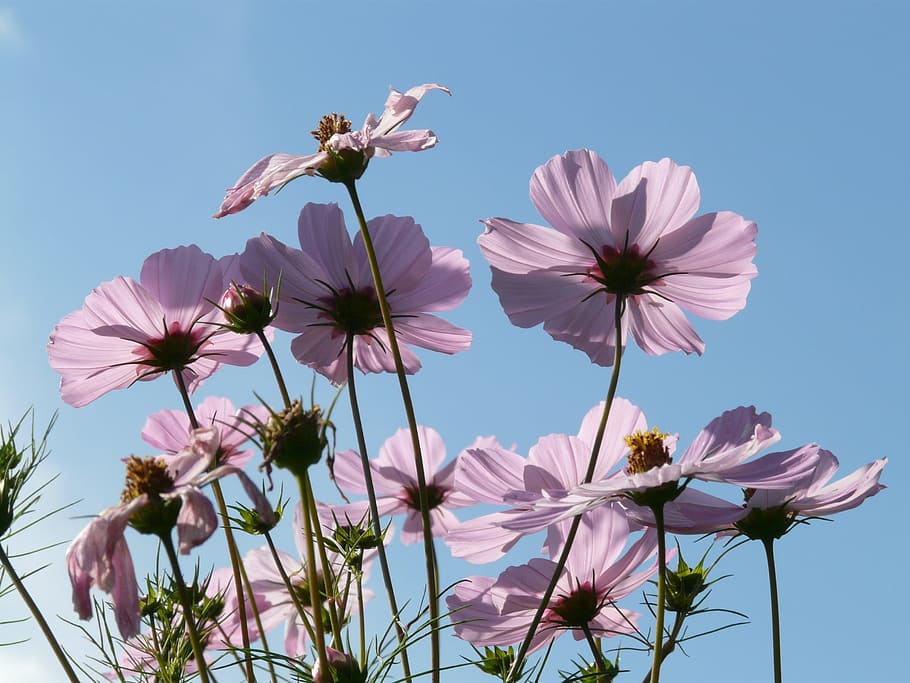 purple flower during daytime, cosmos, cosmea, flowers, light pink