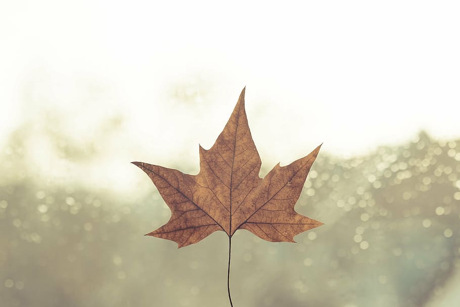 close up photography withered maple leaf, day, daylight, fall HD wallpaper