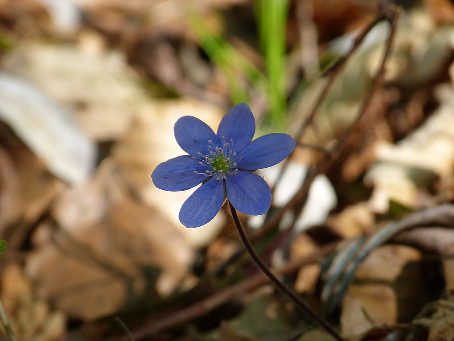 hepatica, flower, blossom, bloom, violet, purple, hepatica nobilis HD wallpaper