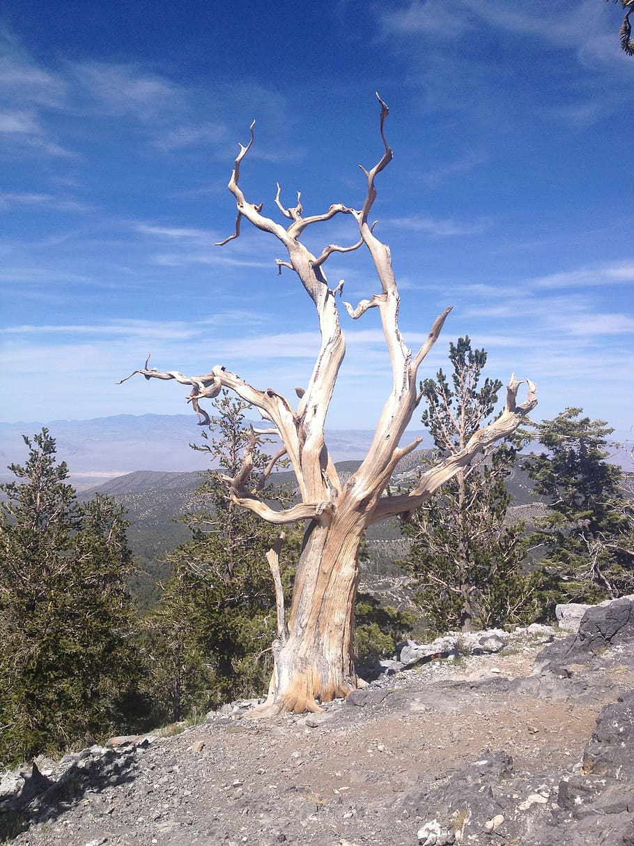 bristlecone, pine tree, dead tree, mountain, summer, blue, ancient HD wallpaper