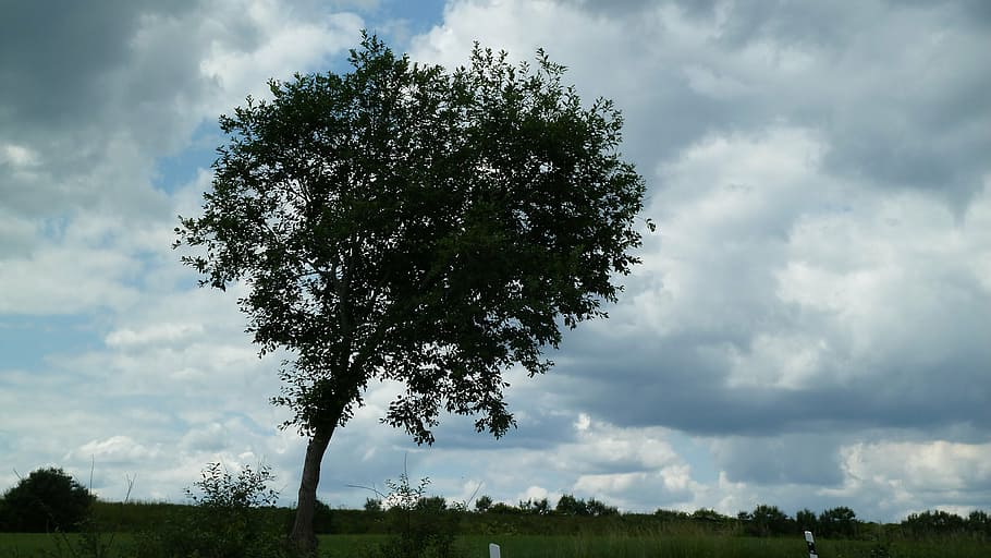tree, sky, landscape, clouds, solitary, atmosphere, windfluechter HD wallpaper