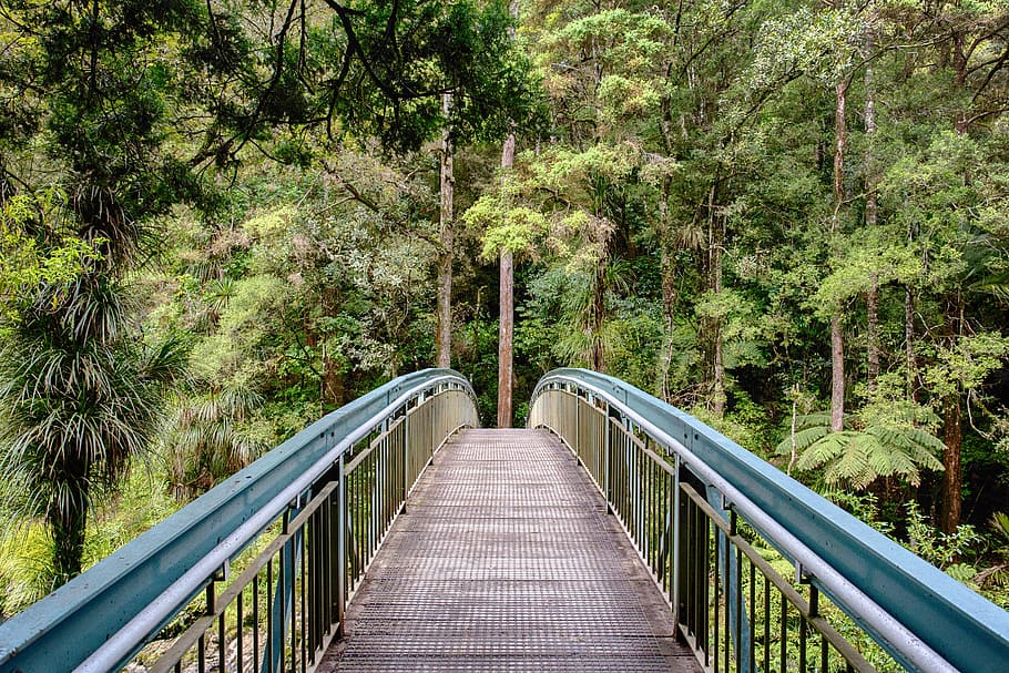 Bridge, Jungle, Forest, Landscape, green, outdoor, rain forest HD wallpaper