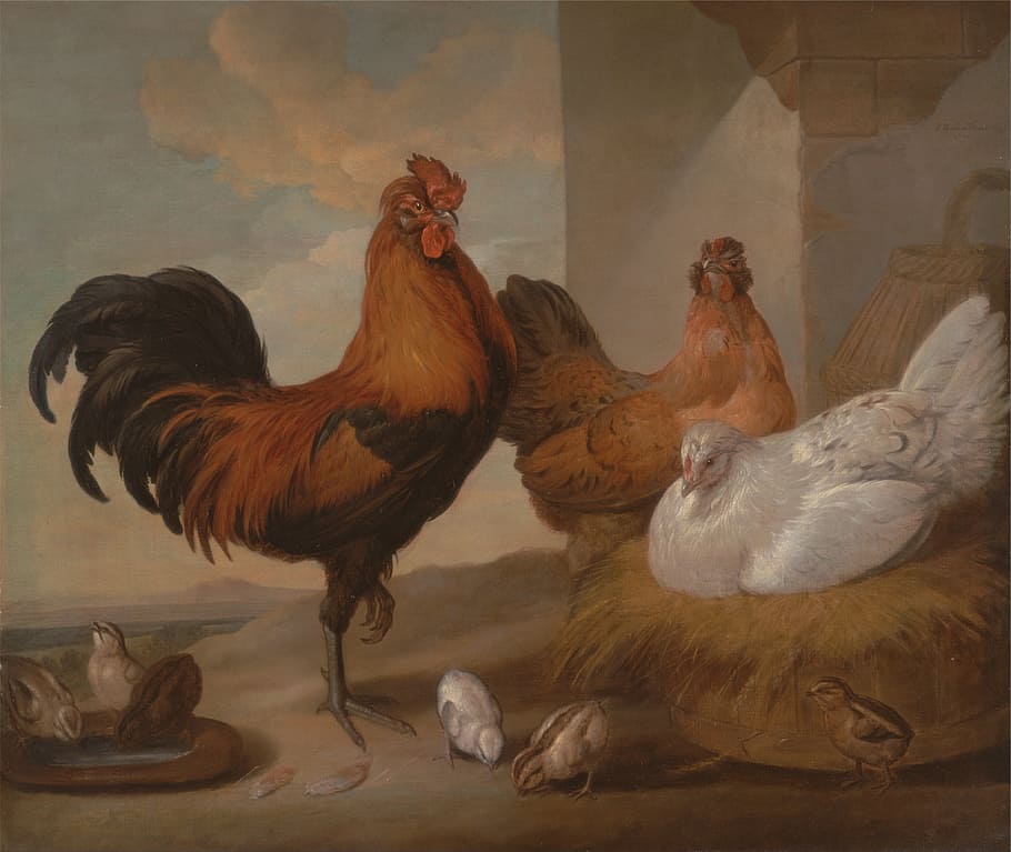 three assorted chicken illustration, francis barlow, painting
