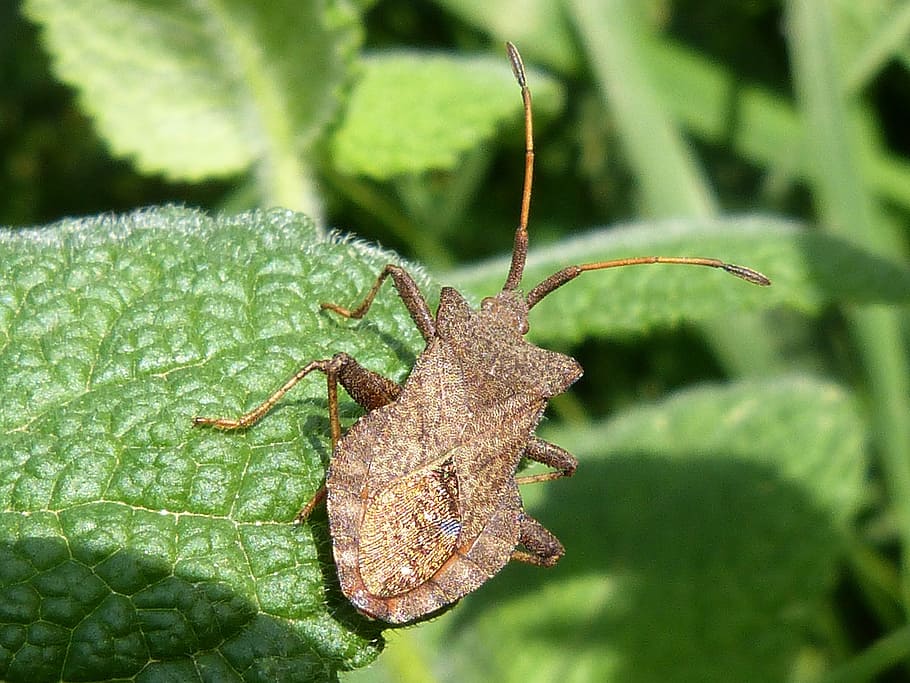 insect, arthropod, leaf, animal themes, animal wildlife, one animal HD wallpaper