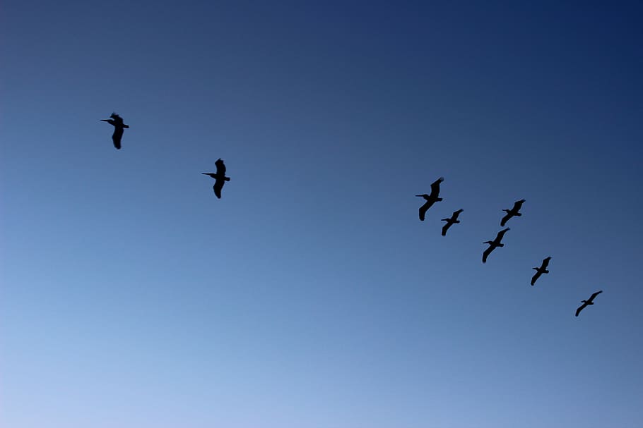 Pelicans, Flight, Landscapes, flying, airshow, mid-air, day HD wallpaper