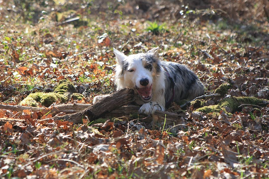 Collie, Dog, Cute, New Forest, hampshire, nature, canine, pet HD wallpaper