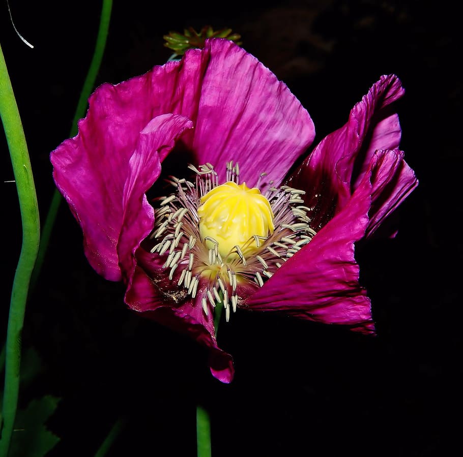 flower, blossom, bloom, close, purple, pistil, beautiful, nature HD wallpaper