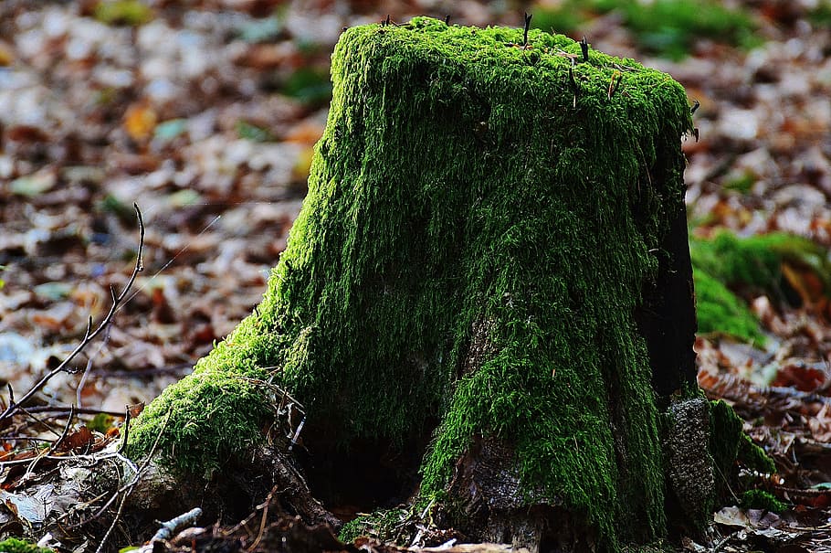 green moss, tree stump, wood, forest, nature, environment, log HD wallpaper