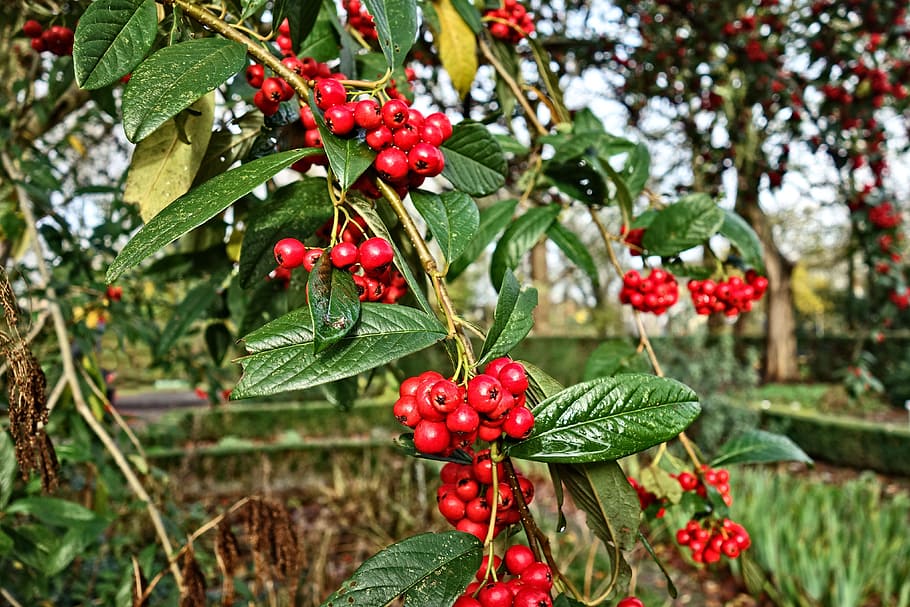 berries, red berries, tree, branch, garden, plant part, leaf HD wallpaper