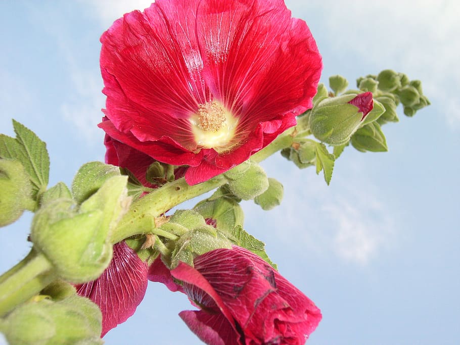 hollyhock, blue sky, button, red, flower, flowering plant, fragility HD wallpaper