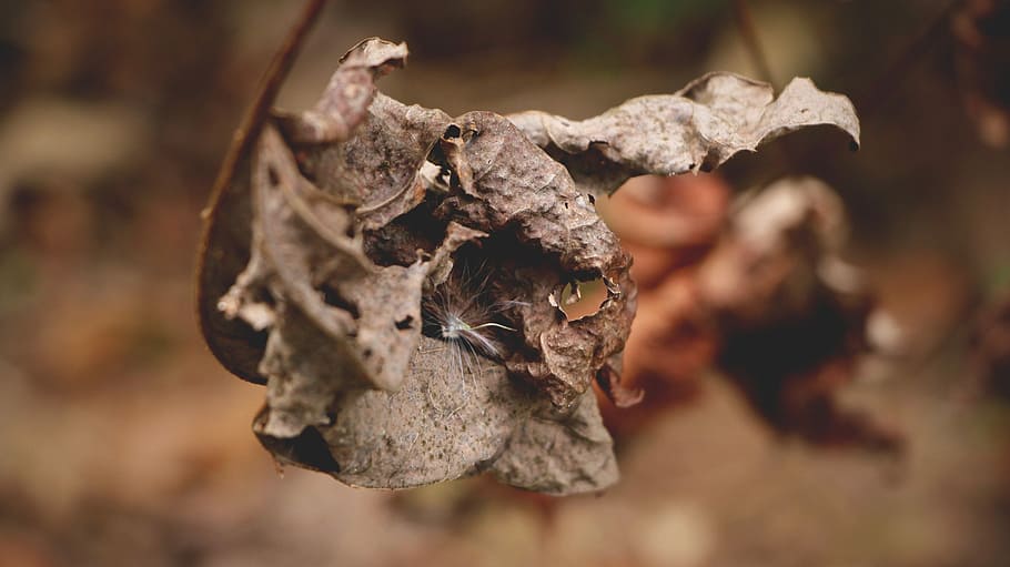 insect on leaf, selective focus of dried leaf, leaves, autumn HD wallpaper