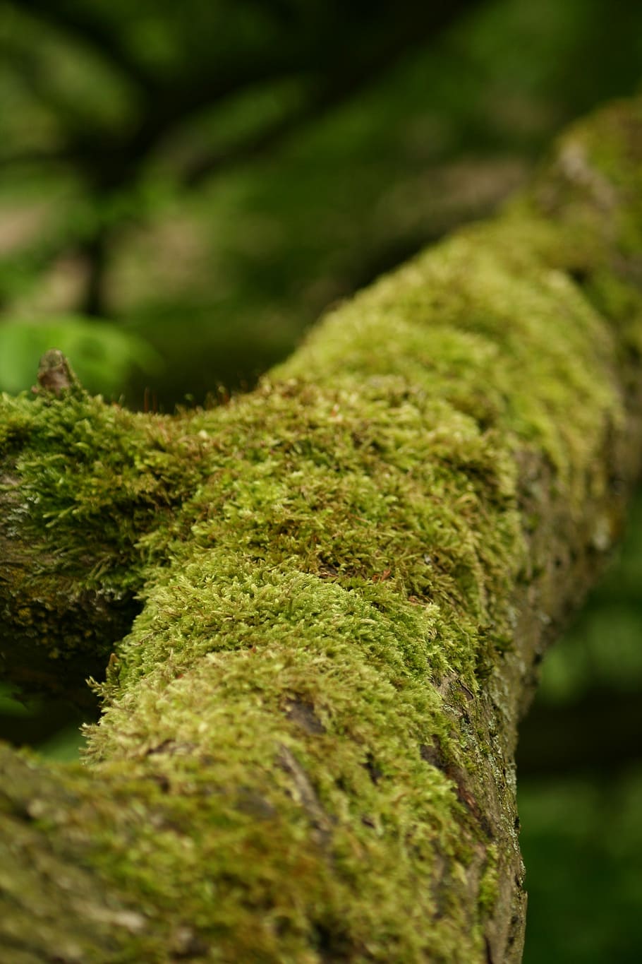 tree, moss, tribe, green, forest, log, dead wood, fouling, bark HD wallpaper