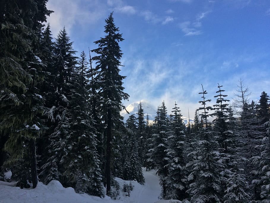 forest, trees, snow, mt, hood, natural, environment, landscape HD wallpaper