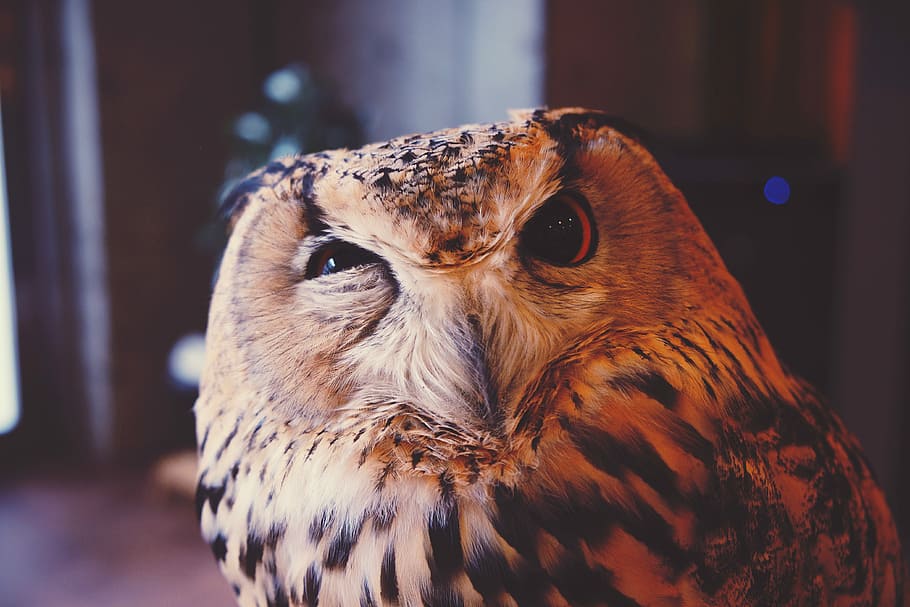 beige and black owl, selective focus photography of wink owl HD wallpaper