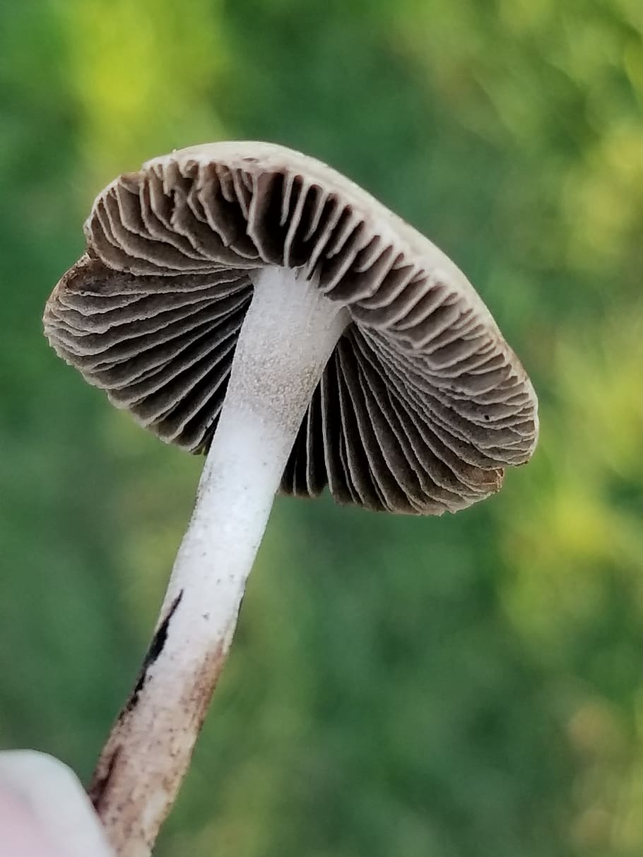 mushroom, nature, tiny, close-up, fungus, focus on foreground HD wallpaper