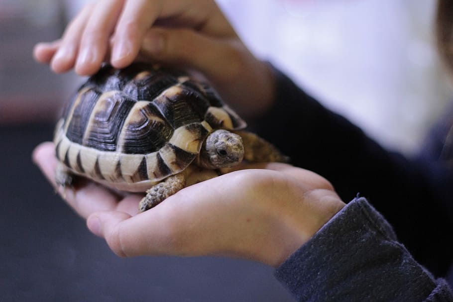 person holding turtle, person holding tortoise, animal, pet, hand HD wallpaper