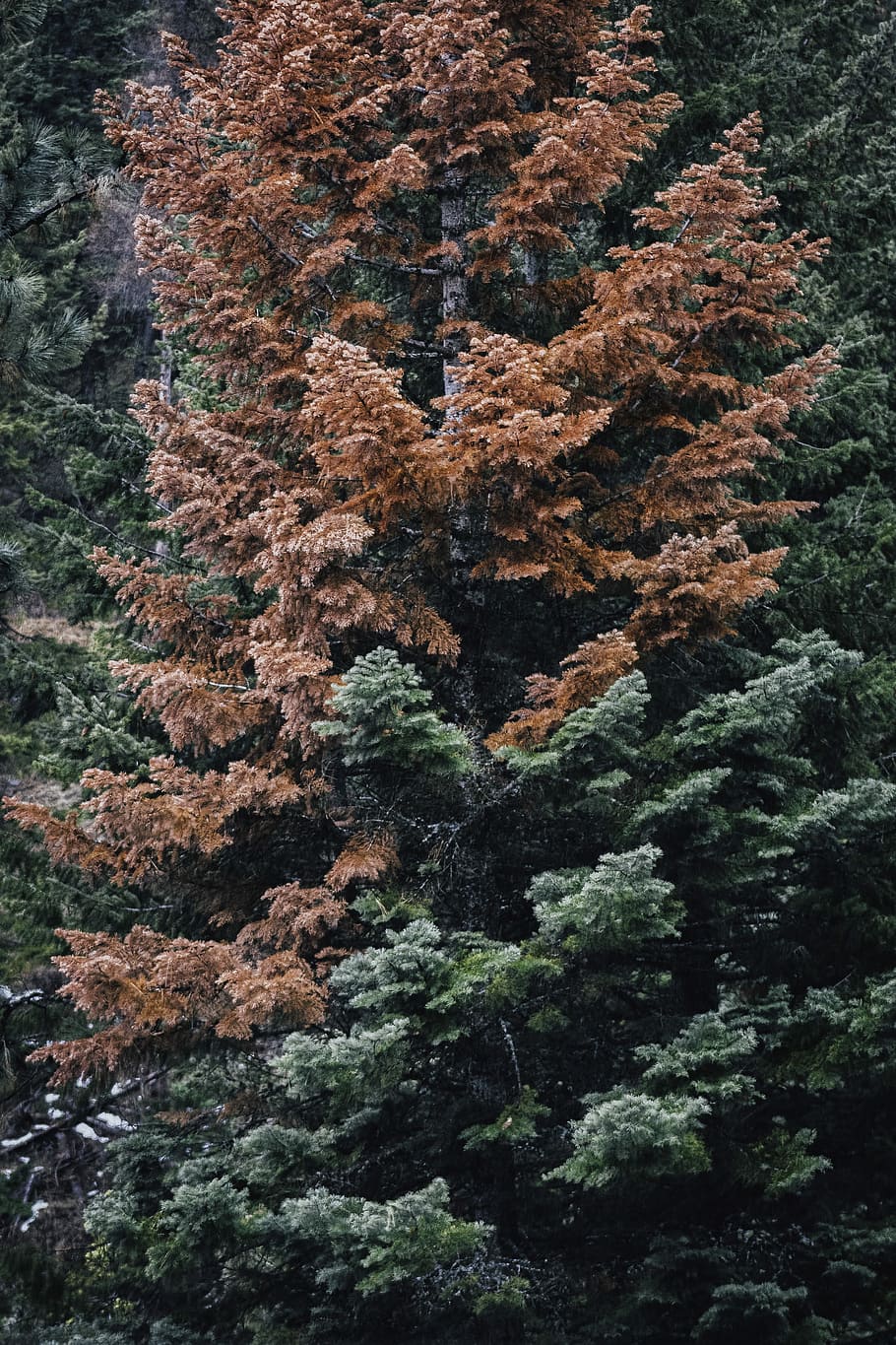 Summer // Winter, landscape photography of green and brow trees HD wallpaper