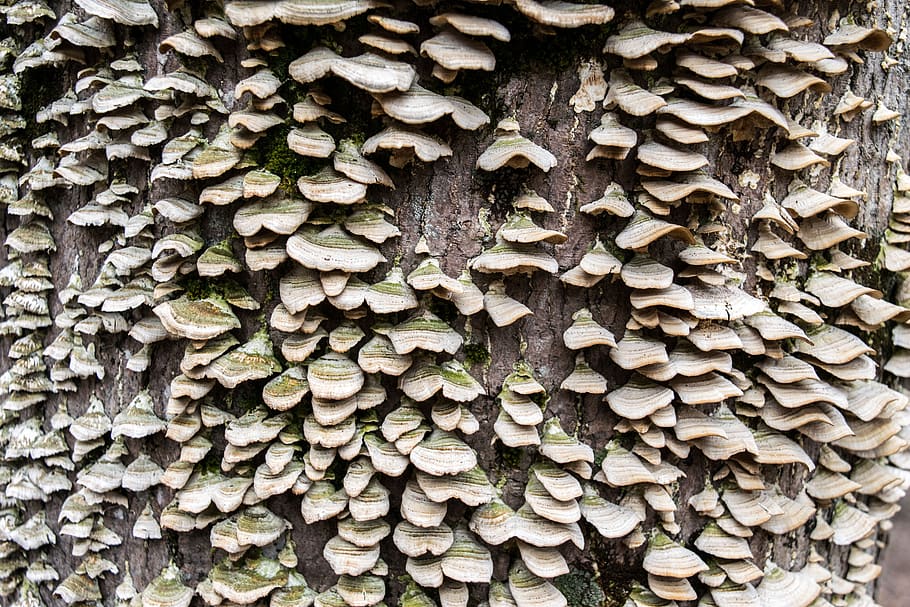 desktop, pattern, nature, batch, closeup, wood, rough, fungus HD wallpaper
