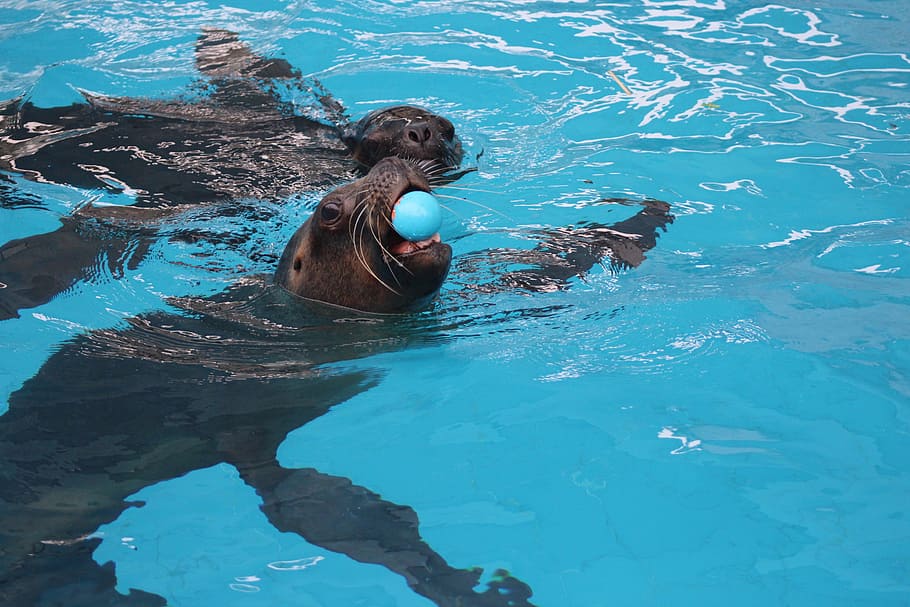 seal, pool, game, water, animal themes, mammal, animal wildlife HD wallpaper