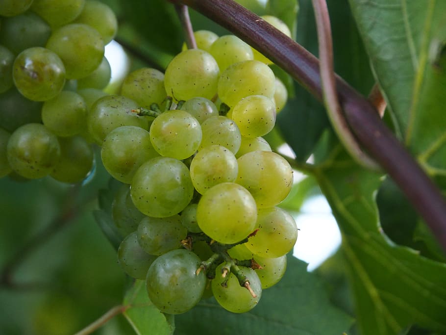 grape, wine, fruit, winegrowing, green grapes, vine, grapevine HD wallpaper