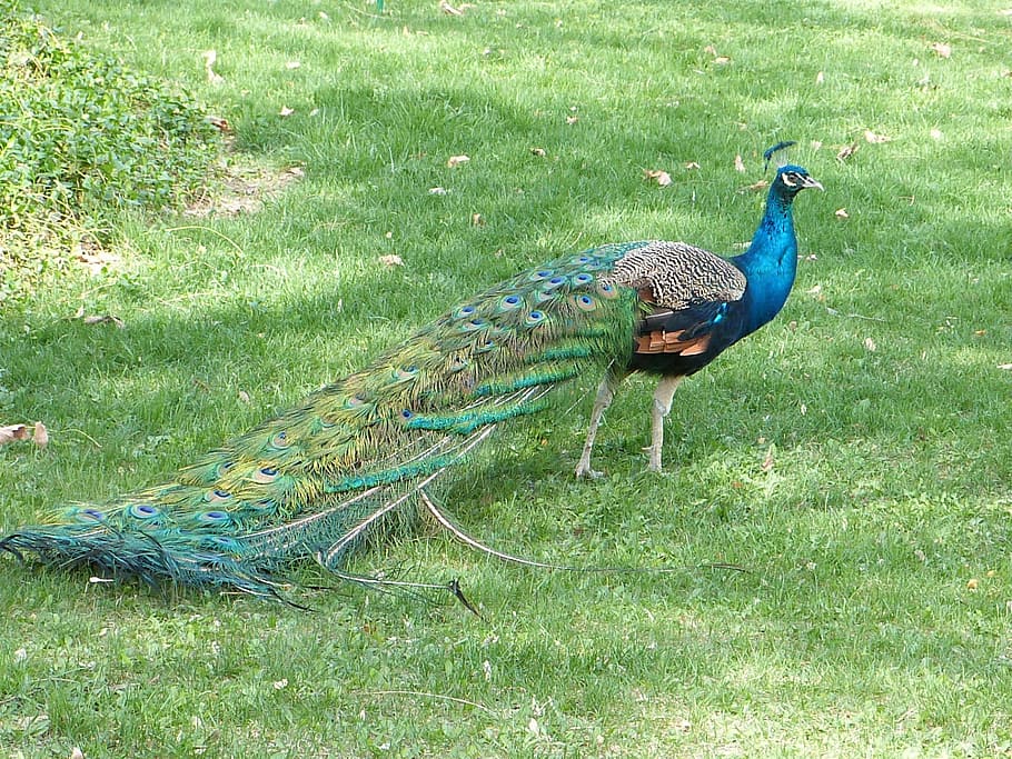 peacock, bird, grass, feather, animal, nature, wildlife, multi Colored HD wallpaper