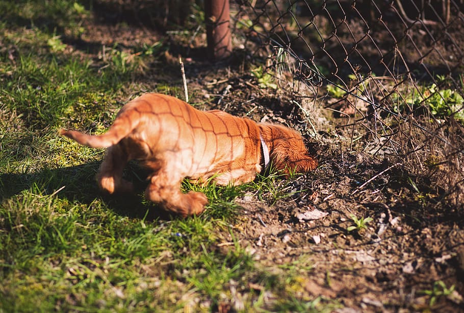 dogs, animals, dig, digging, escape, ground, hole, pet, pup HD wallpaper