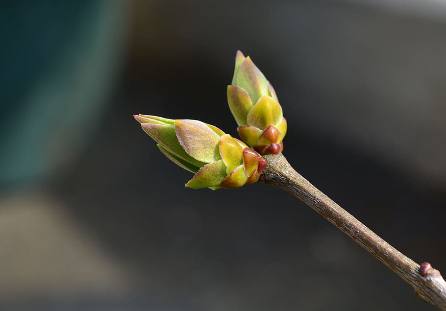 bud, spring, lilac, tree, branch, close, macro, nature, plant HD wallpaper