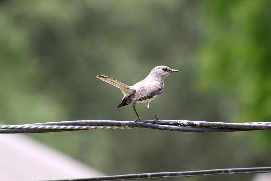 brown bird perching on black cable, gray, white, wings, wire HD wallpaper