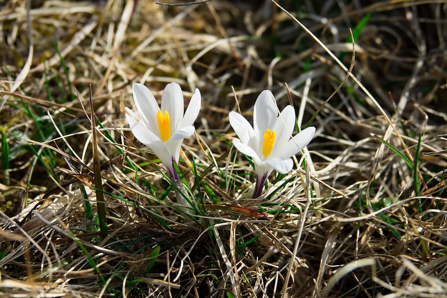 Crocus, White, Spring, frühlingsanfang, blossom, bloom, flower HD wallpaper