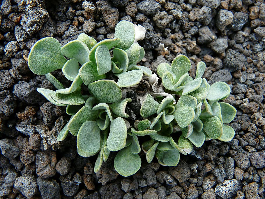 lava, sunset crater, plant, wüstenplfanze, desert greenhouse