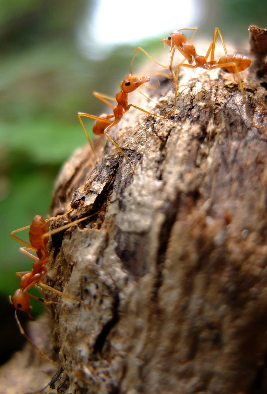 ants, red, insect, close-up, selective focus, animal wildlife HD wallpaper