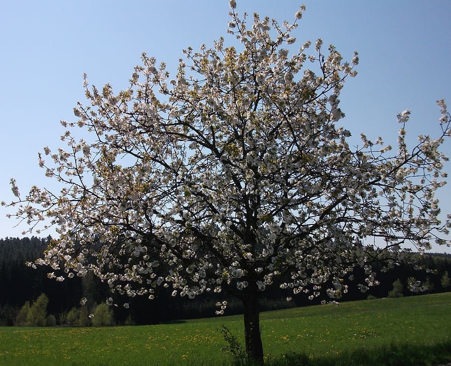 cherry blossom, tree, spring, flowers, white, bloom, inflorescence HD wallpaper