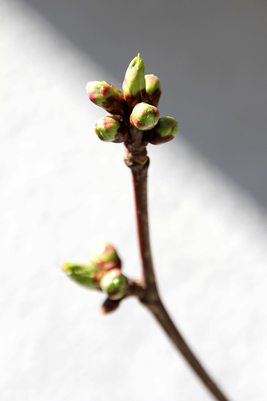 bud, spring, tree, plant, nature, leaves, branch, sprouts, freshness HD wallpaper
