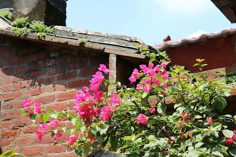 flower, wall, plant, flowering plant, built structure, architecture HD wallpaper