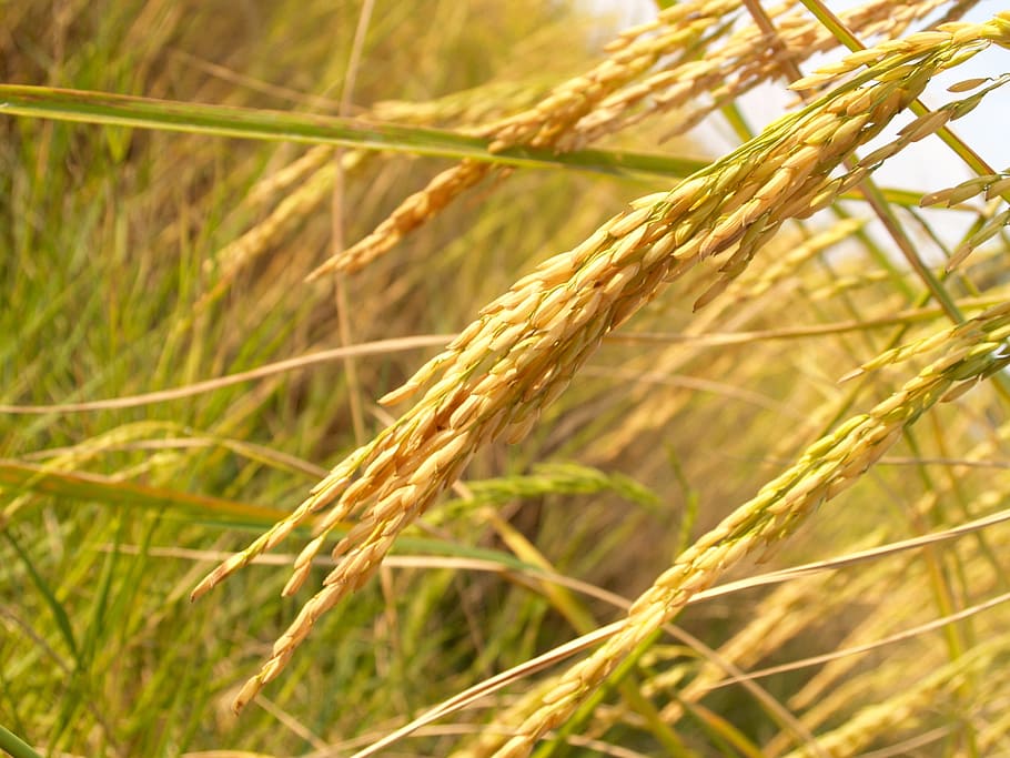 close-up photo of wheat, Agriculture, Asia, Botany, autumn, cereal, HD wallpaper