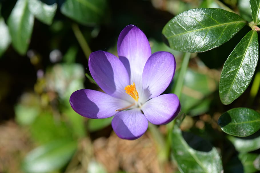 selective focus photography of a purple crocus flower in bloom HD wallpaper