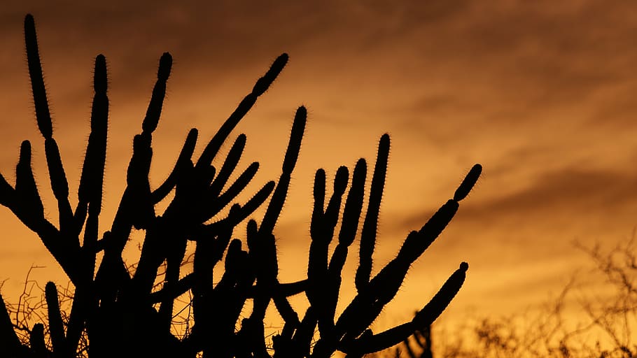 cactus, serrated, sol, sunset, desert, silhouette, thorns, plant HD wallpaper