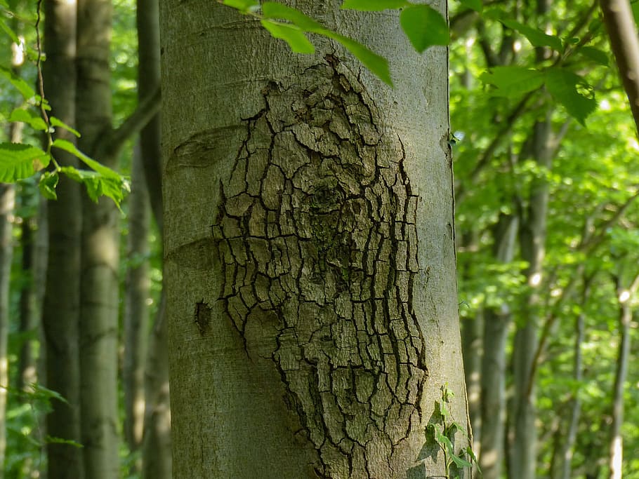 log, bark, nature, forest, plant, tree, trunk, tree trunk, growth HD wallpaper