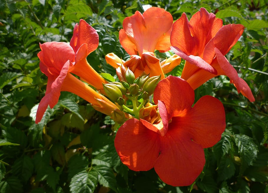 Flower, Close, Blossom, Bloom, plant, nature, freshness, beauty in nature HD wallpaper
