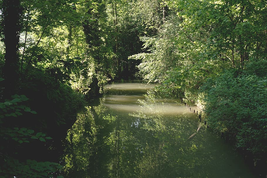 nature, water, forest, trees, idyllic, leaves, placid, plants HD wallpaper