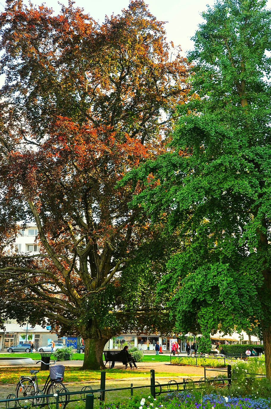 tree, nature, red, green, calm, tall, nature backgrounds, tree planting HD wallpaper