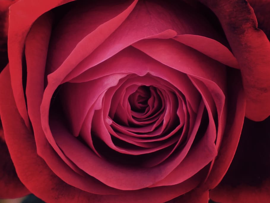 Detail, Texture, Petals, rosa, background, sant jordi, flower HD wallpaper