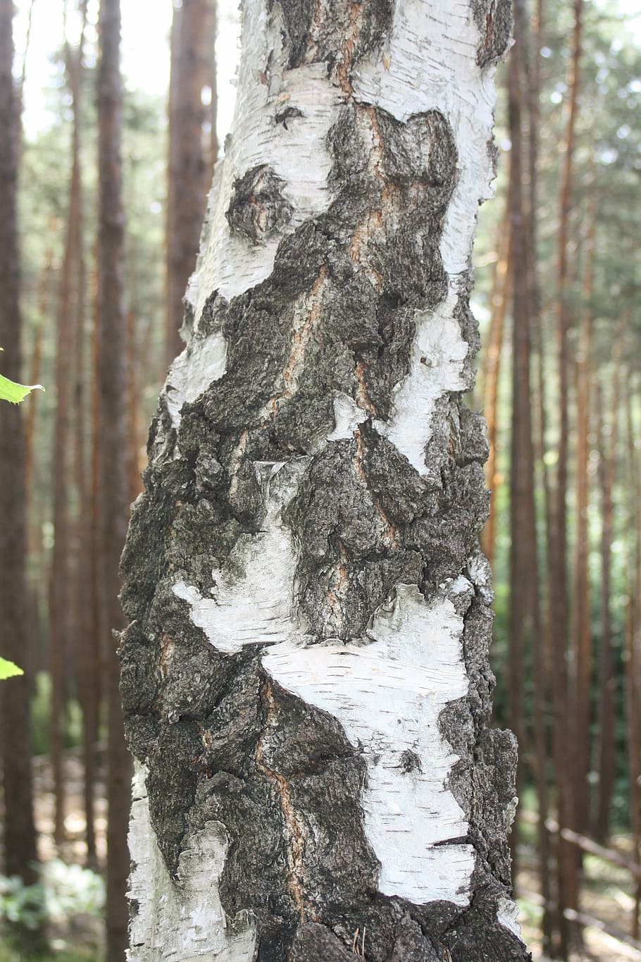 birch, bark, log, tree, tree trunk, forest, plant, focus on foreground