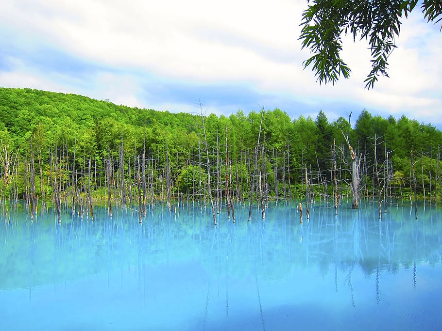 pond, blue, trees, reflection, tranquil, lake, water, peaceful HD wallpaper