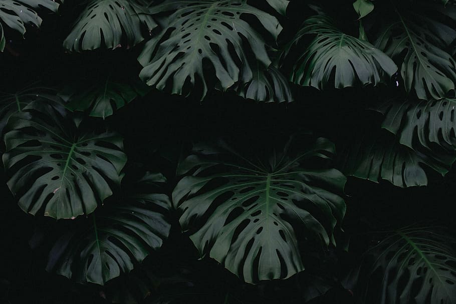 green leaf plants, dark, nature, blur, outdoor, growth, plant part HD wallpaper
