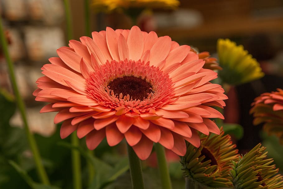 Flower, Gerbera, Garden, flower head, petal, beauty in nature HD wallpaper