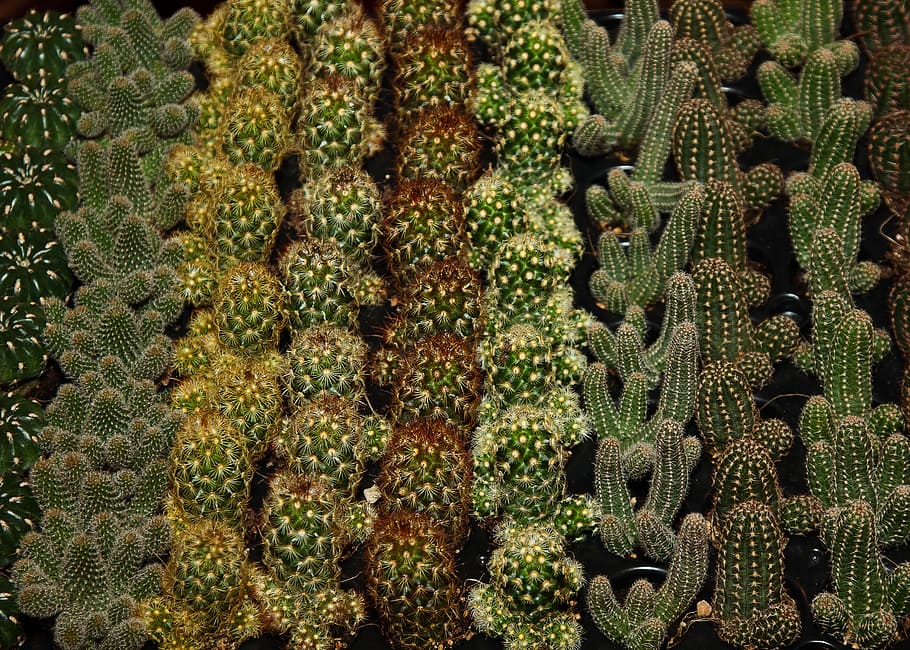 cactus, varieties, plant, sting, flower, green, close, various HD wallpaper