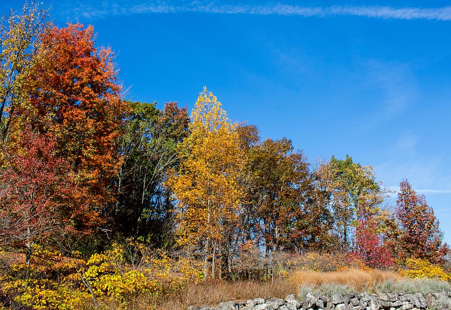 fall, tree, nature, landscape, leaf, autumn, plant, change HD wallpaper