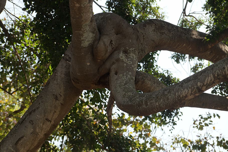 tree, trunk, shaped, artistic, plant, low angle view, tree trunk HD wallpaper