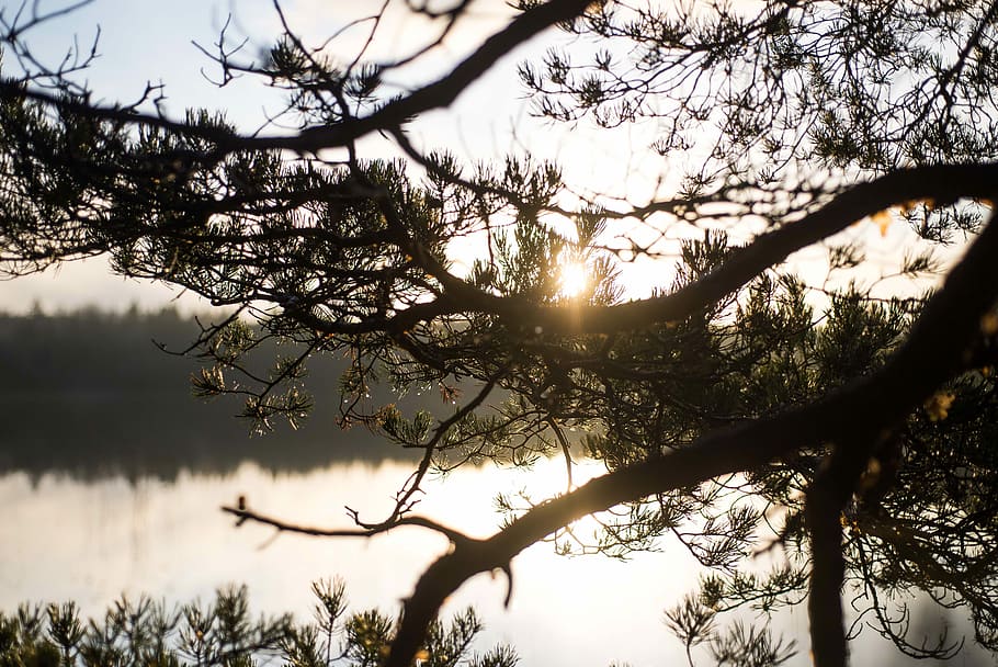 green leafed tree near body of water during sunset, silhouette of tree branch near body of water HD wallpaper